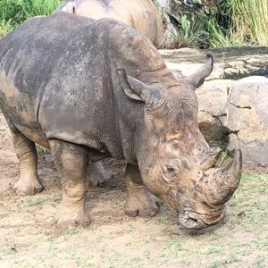 Meet your Posher, Nick